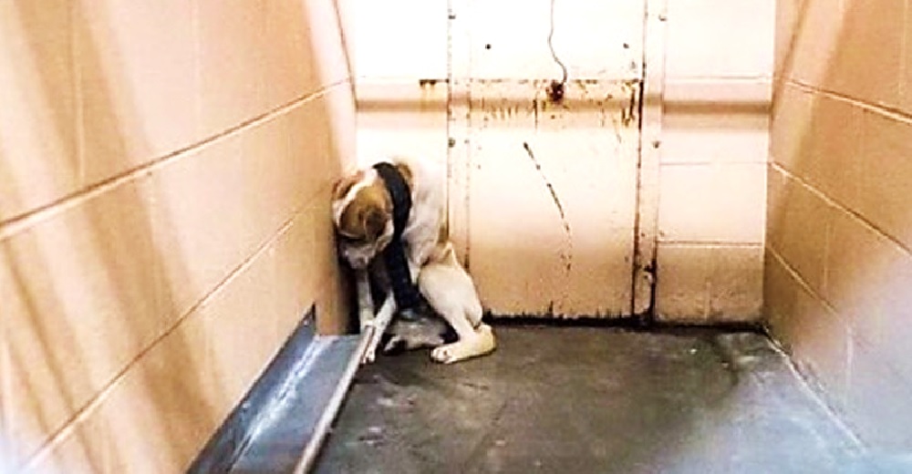 Un perrito se esconde asustado en una esquina hasta que le quitan la pesada marca de su pasado