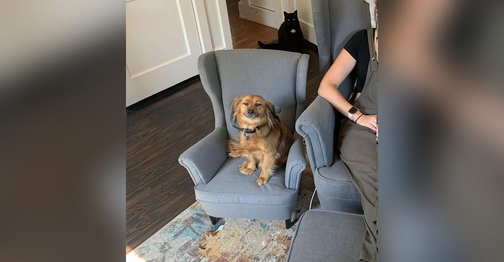 Le compra a su perro una silla idéntica a la suya para que le permita trabajar en casa
