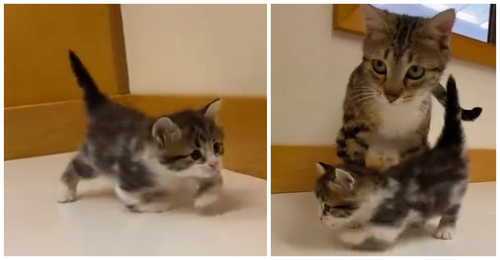 Diminuta gatita con las patitas dobladas termina corriendo gracias al empuje de mamá Diminuta gatita con las patitas dobladas termina corriendo gracias al empuje de mamá