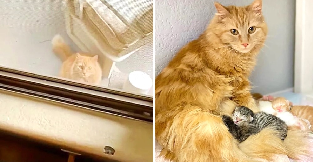 Gata embarazada aparece en la puerta de una familia suplicando ayuda y adopta a dos huerfanitos