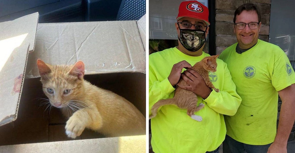Gatito a punto de morir, suplica a los hombres que lo rescataron de la basura que no lo dejen Gatito a punto de morir, suplica a los hombres que lo rescataron de la basura que no lo dejen