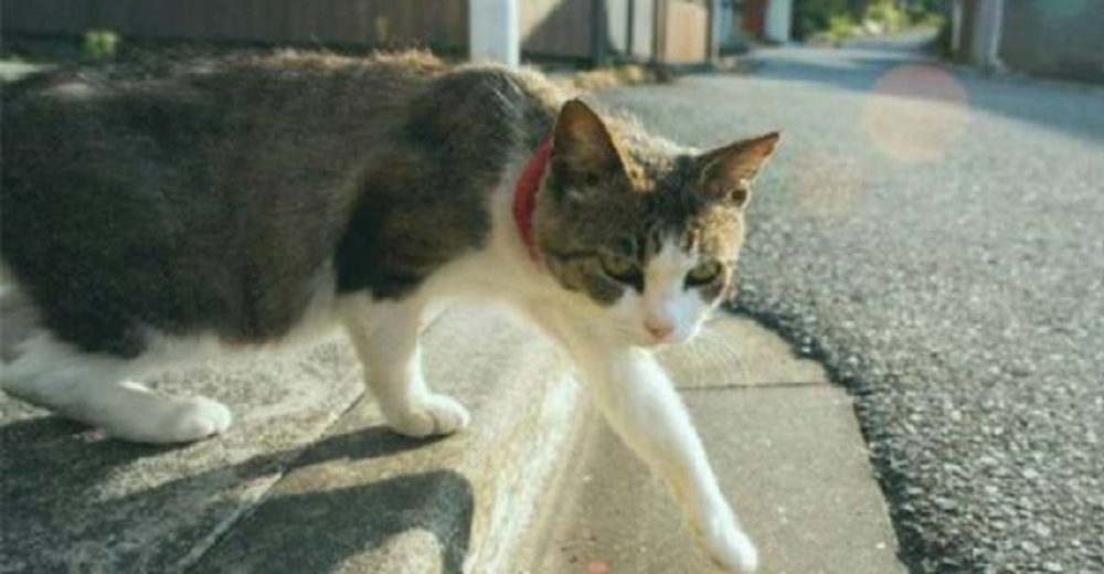 Legislador lucha por proteger a gatos atropellados tras el drama de perder trágicamente al suyo