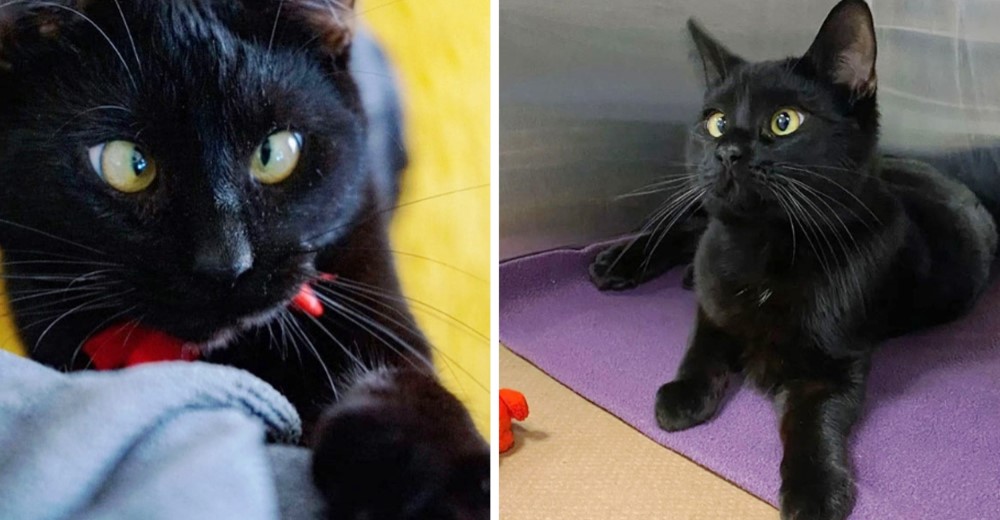 Un gatito bizco conoce la felicidad después de sobrevivir vagando en las calles