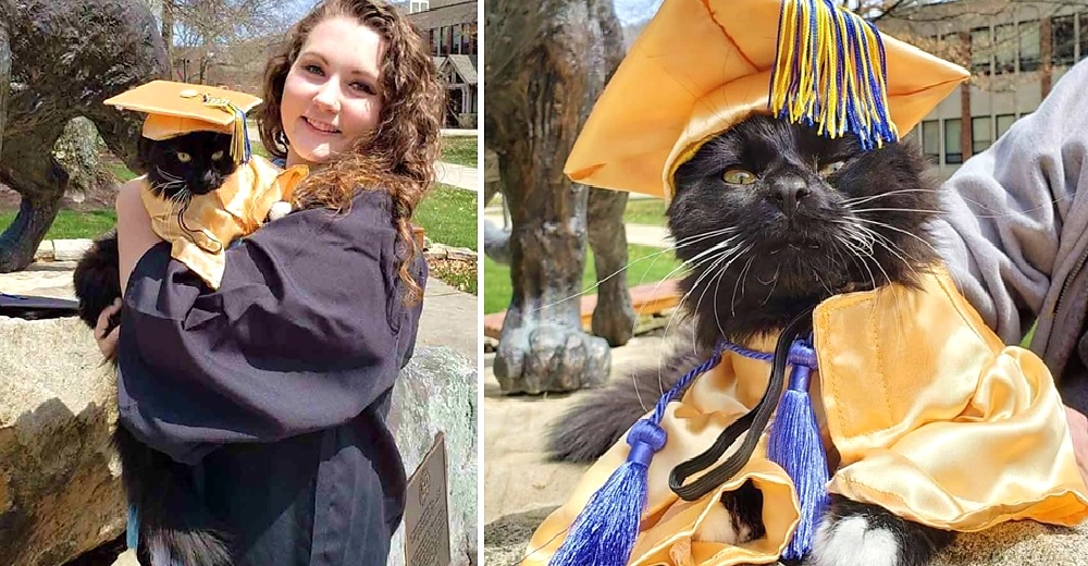 Gatito se gradúa junto a su mamá con un diploma honorífico de apoyo emocional
