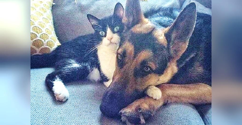 Desde que el estado de salud de su perro empeoró, su gatito reaccionó para protegerlo