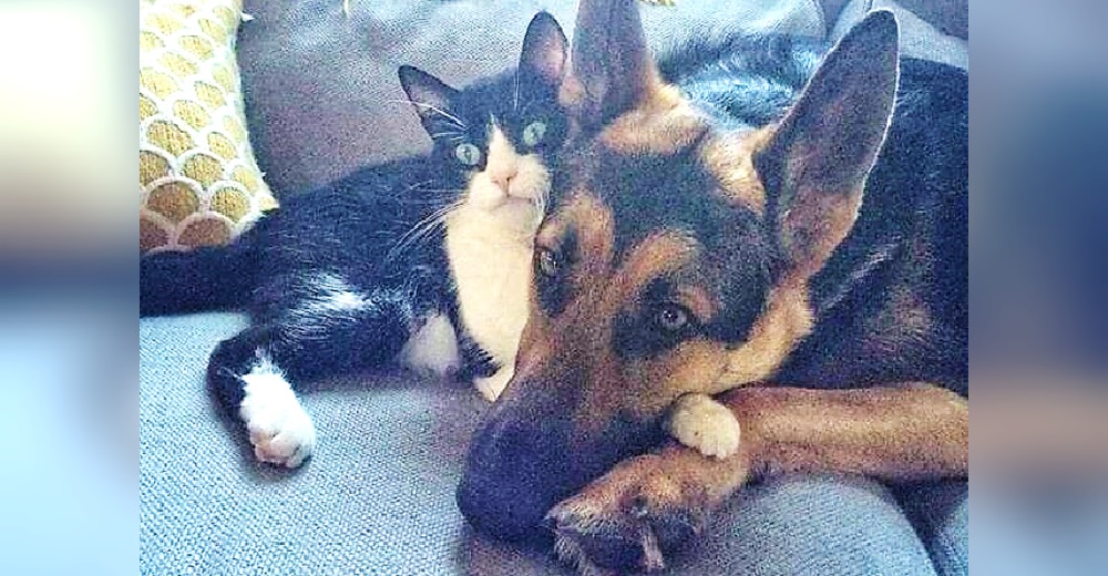 Desde que el estado de salud de su perro empeoró, su gatito reaccionó para protegerlo