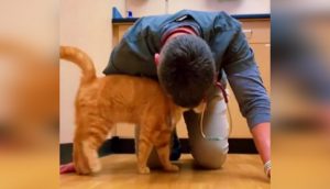 Llevan a un gatito a un veterinario para que lo sacrifique y el hombre llora devastado