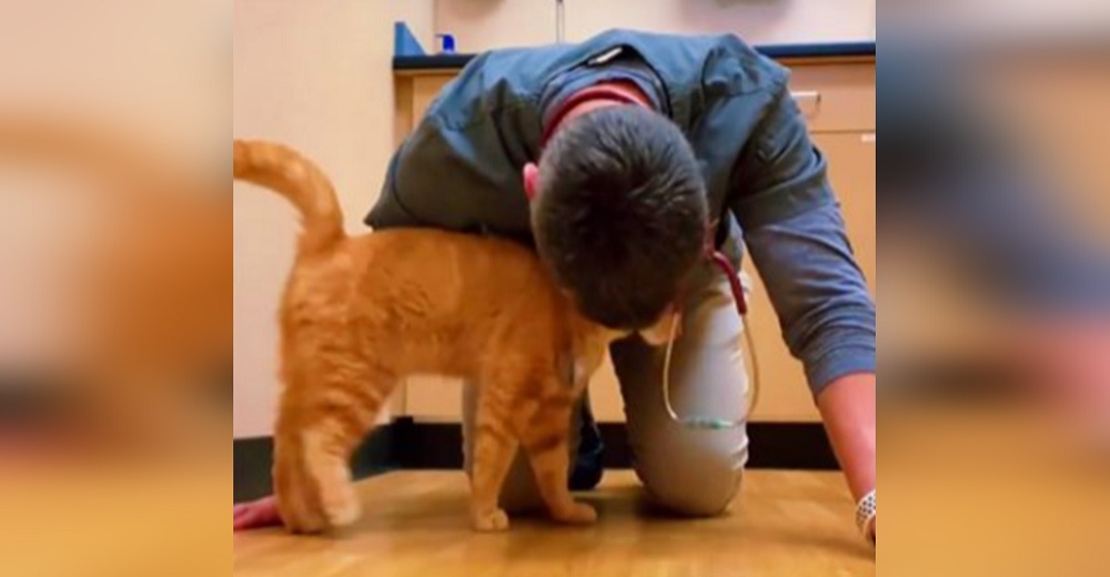 Llevan a un gatito a un veterinario para que lo duerma y el hombre llora devastado