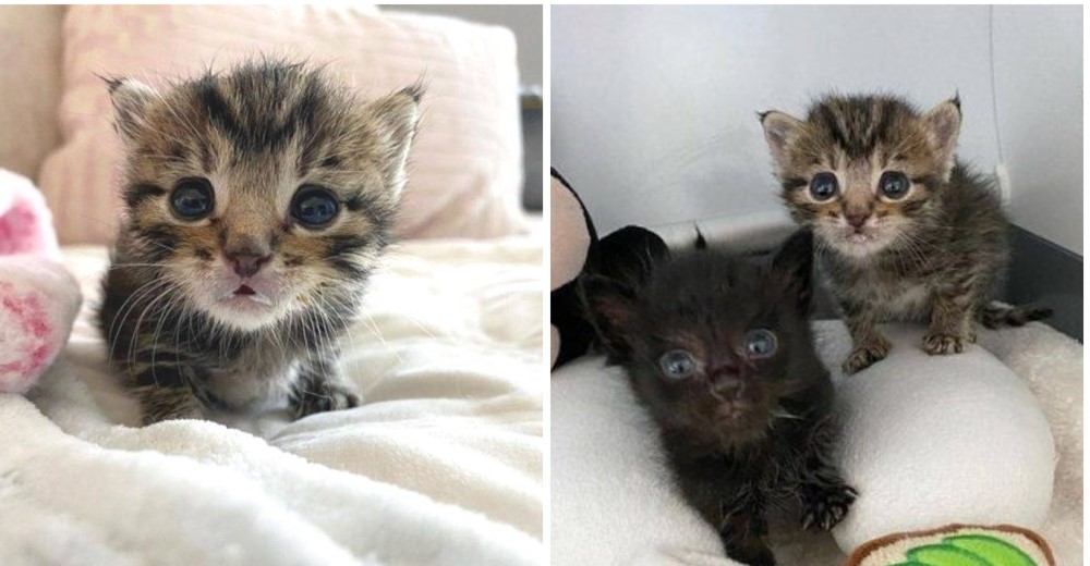 Gatito de ojos grandes llega a una casa adoptiva con su hermano y logran recuperarse