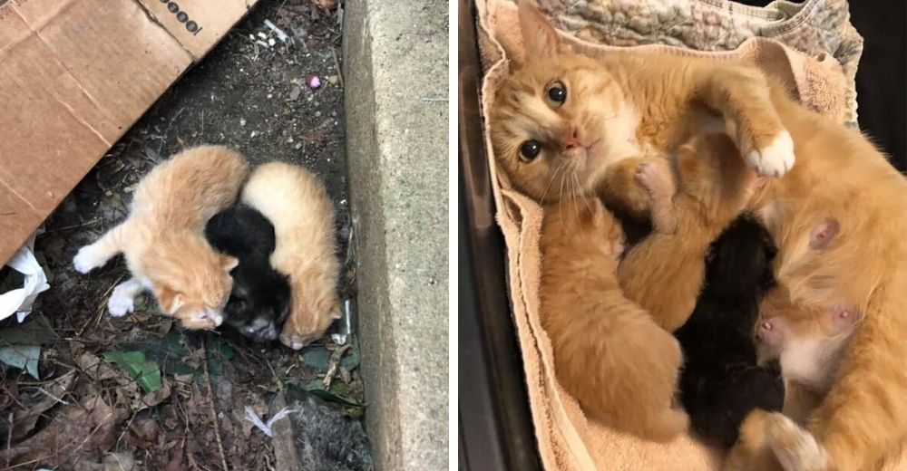 Gatita callejera corre a los brazos de sus héroes cuando la encontraron afuera junto a sus bebés