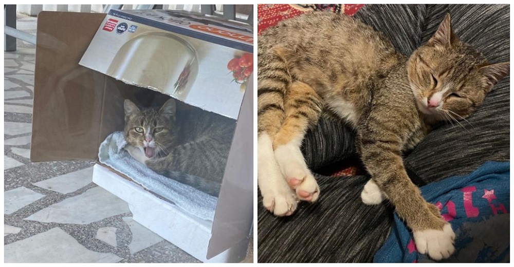 Una tímida gatita callejera conoce la amabilidad de una mujer y decide mudarse a su casa Una tímida gatita callejera conoce la amabilidad de una mujer y decide mudarse a su casa