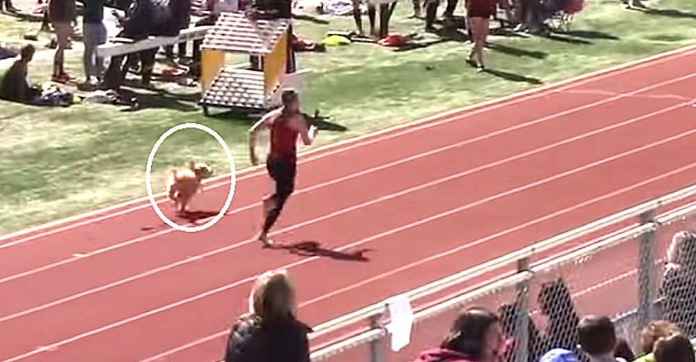 Perrita se cuela en una carrera ganando a la atleta más veloz Perrita se cuela en una carrera ganando a la atleta más veloz