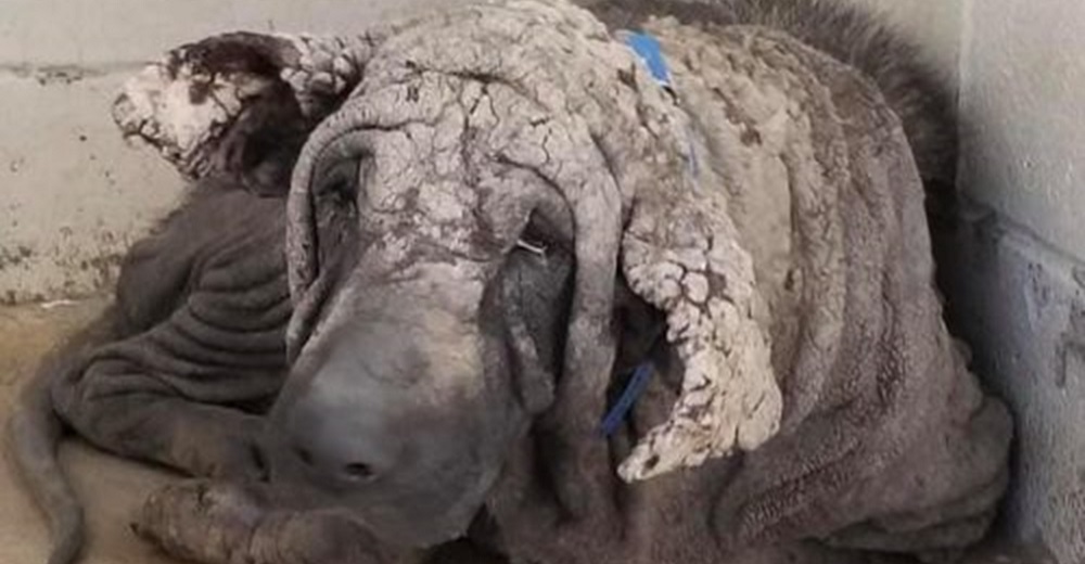 El perrito que parecía haberse convertido en piedra es tan hermoso ahora