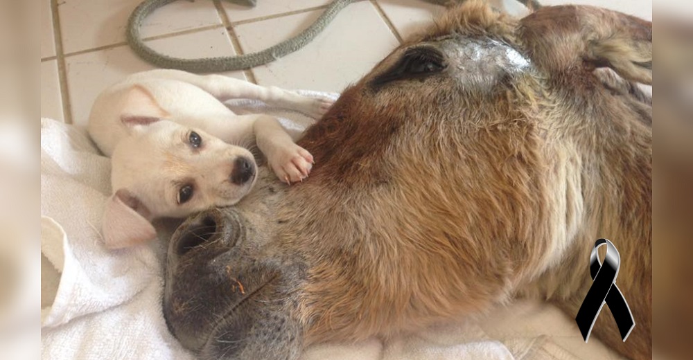 Un burrito atropellado y moribundo encuentra consuelo en un pequeño perrito