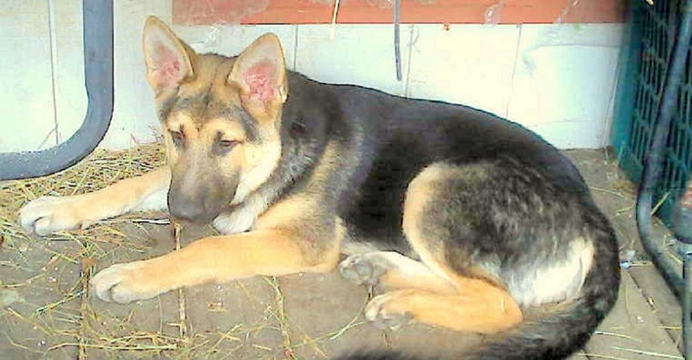 Tras 2.381 días en un refugio un triste perrito no se mueve de su rincón para envejecer solito Tras 2.381 días en un refugio un triste perrito no se mueve de su rincón para envejecer solito