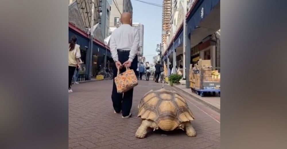 Paso a pasito un abuelo sale con su tortuga a pasear y a consolar a quienes perdieron a alguien