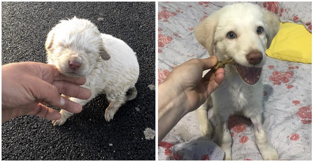 La perrita ciega que fue arrojada desde un auto vuelve a luchar por su vida y necesita un hogar