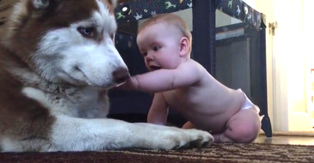 Graban la reacción de un husky cuando el bebé se acerca a su hocico para mostrarle su amor