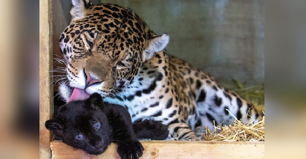 Esta mamá queda desconcertada con el nacimiento de su rara y bella bebé tan diferente a ella