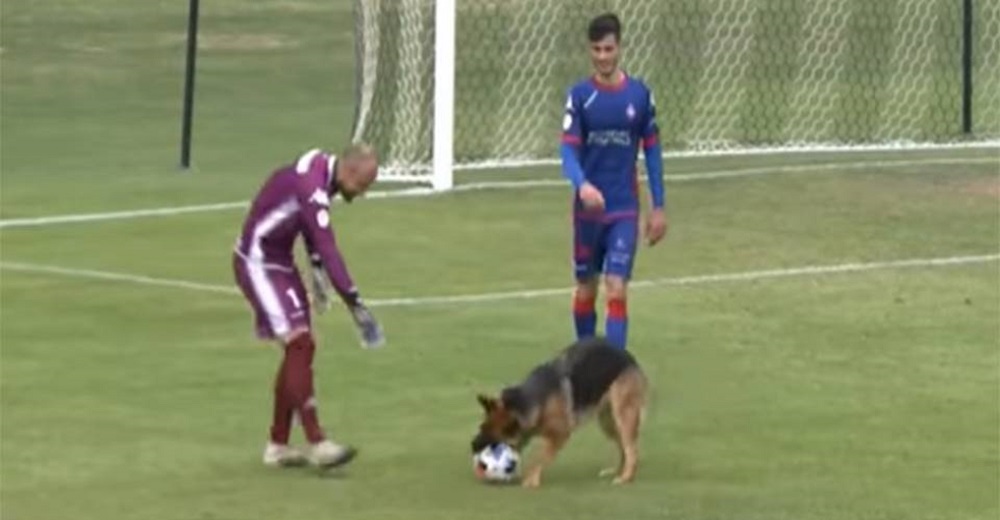 Perrita interrumpe un partido de fútbol arruinando la jugada del equipo visitante