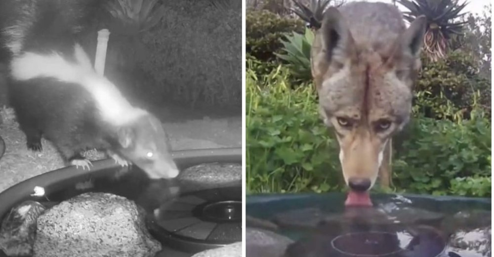 Una cámara oculta capta a los animales que acuden a una fuente de agua luchando contra el calor