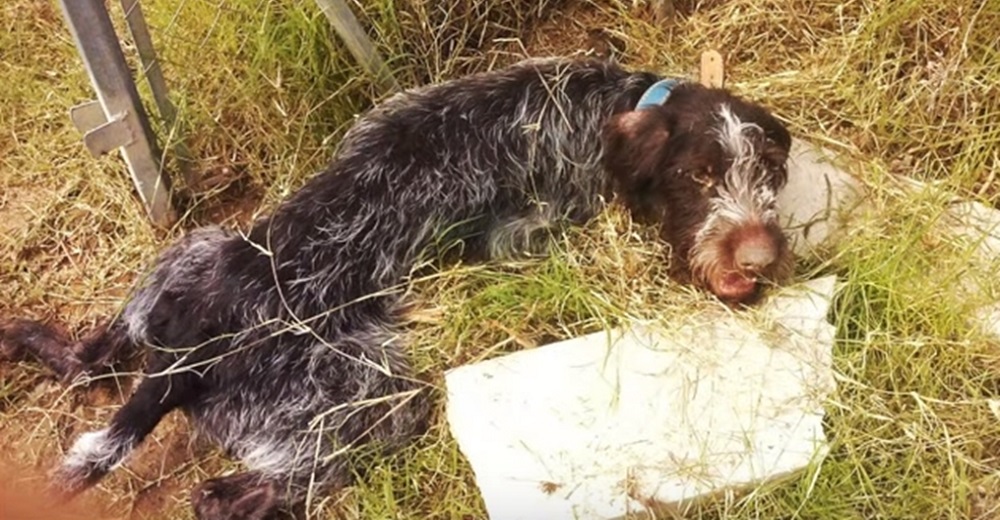 Paralizado y dejado en un arroyo, hace llorar a sus héroes rogándoles que no se den por vencidos