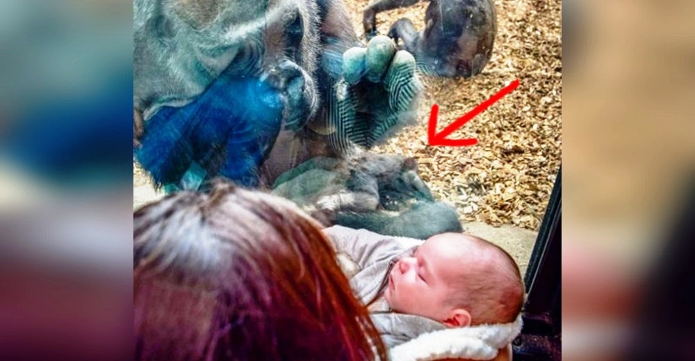 Mamá gorila lleva a su bebé a conocer a una mujer y su recién nacido, al otro lado del cristal