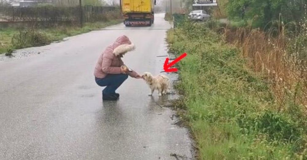 Tras un año tratando de rescatarlo de la calle un cachorro aterrado por fin decide confiar
