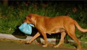 Perrita callejera adoptada se escapaba cada noche con una bolsa en el hocico hasta que la siguió