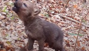 Cámara de vigilancia graba los primeros aullidos de un adorable cachorrito de lobo diminuto
