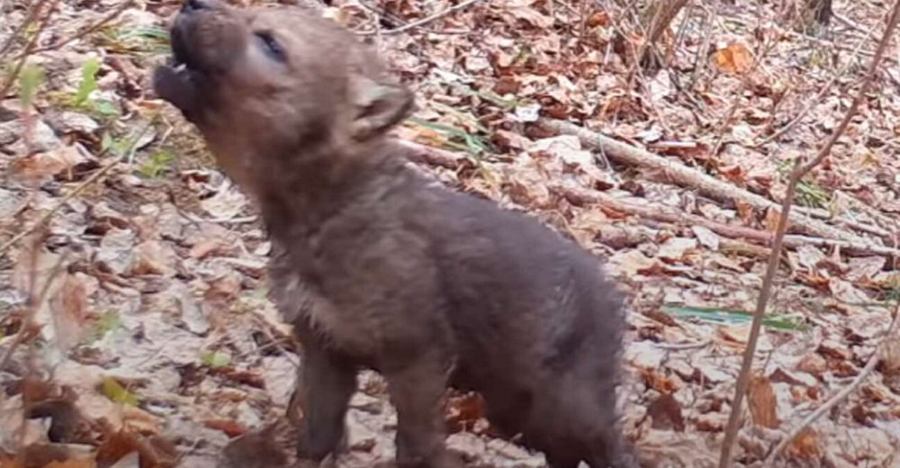 Cámara de vigilancia graba los primeros aullidos de un adorable cachorrito de lobo diminuto