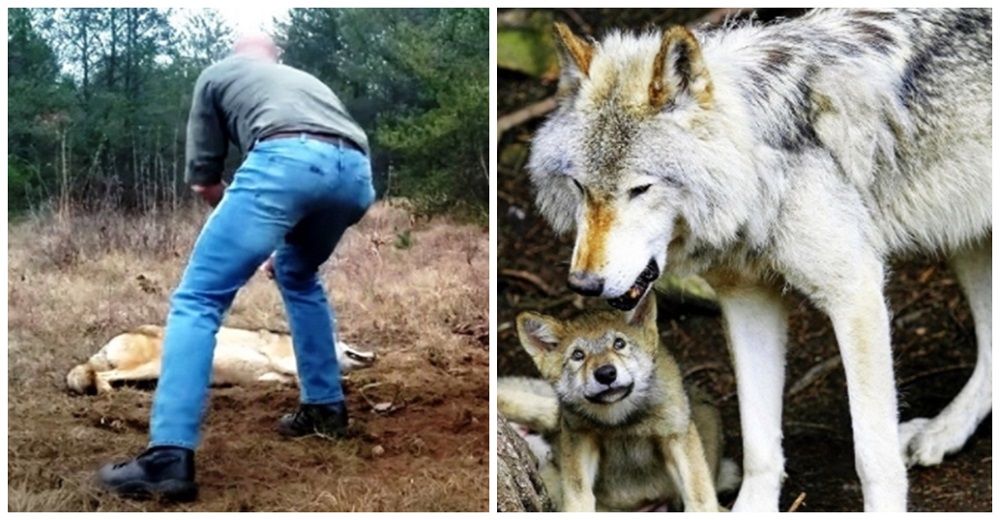 Arriesga su vida por salvar a una loba moribunda y a sus crías, y ella le devuelve el favor