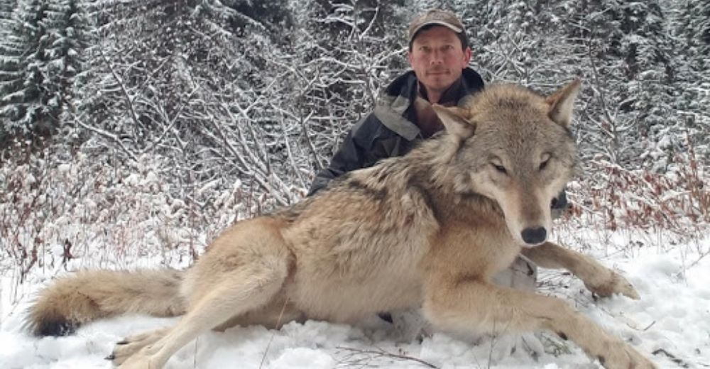 El Gobierno pide acabar con la vida de la mayor cantidad de lobos grises «porque son peligrosos»