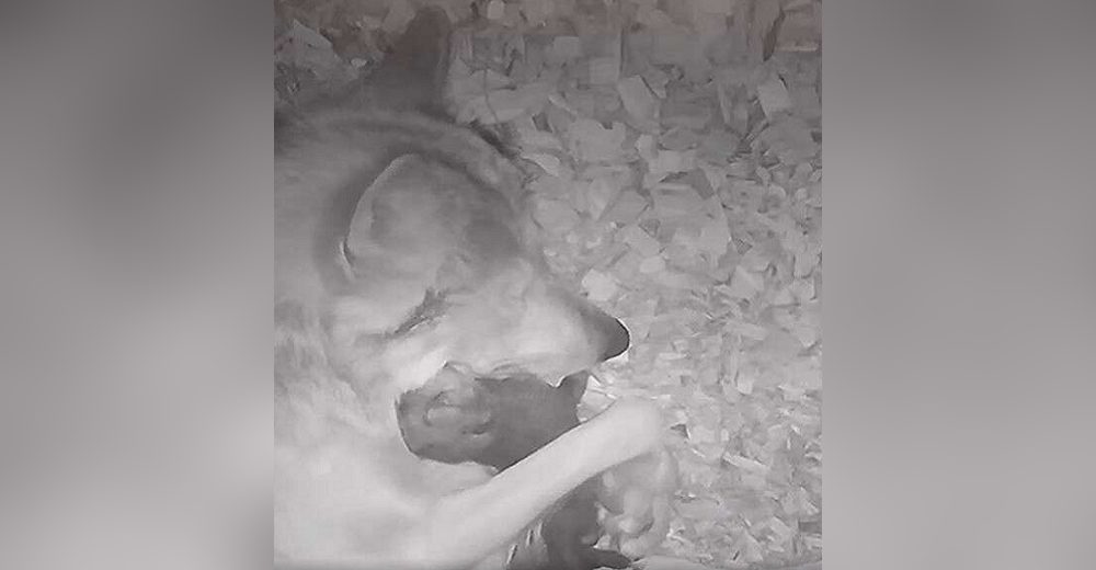 Una cámara escondida capta a una madre lobo abrazando a su bebé para tranquilizarlo
