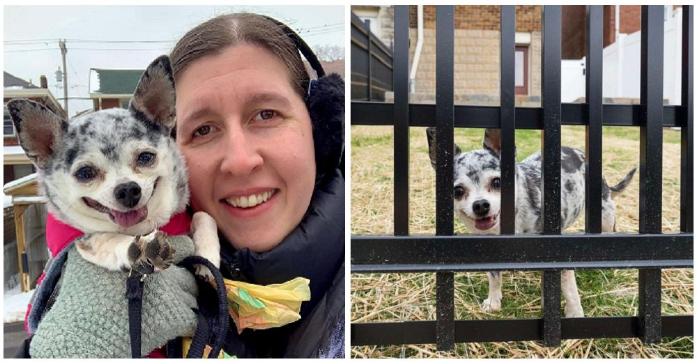 Coloca una paleta de cocina sobre el lomo de su perrita para que no escape a la casa del vecino