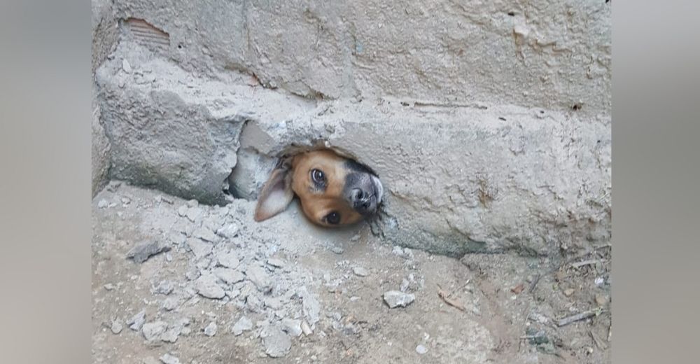 Termina atrapada en un pequeño agujero después de ser capturada espiando a la vecina