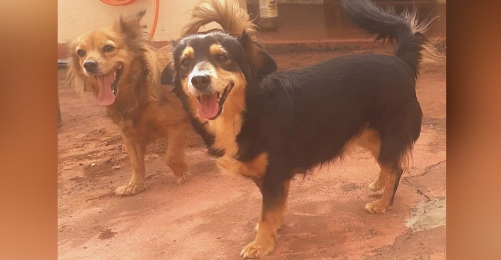 Dos perritos que fueron los consentidos de papá y mamá lloran tras su repentina muerte