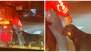 Un perrito se acerca a un repartidor en moto para pedirle un poquito de cariño