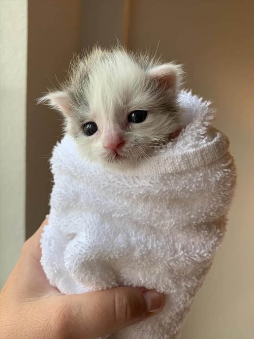 gatita