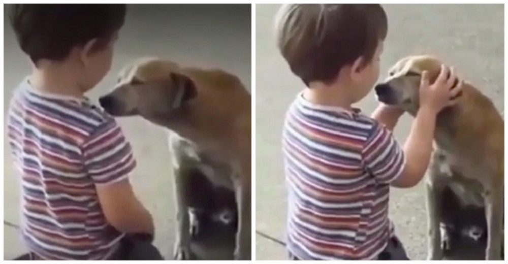 Graban la reacción de un niño cuando un perrito de la calle se le acerca pidiéndole ayuda