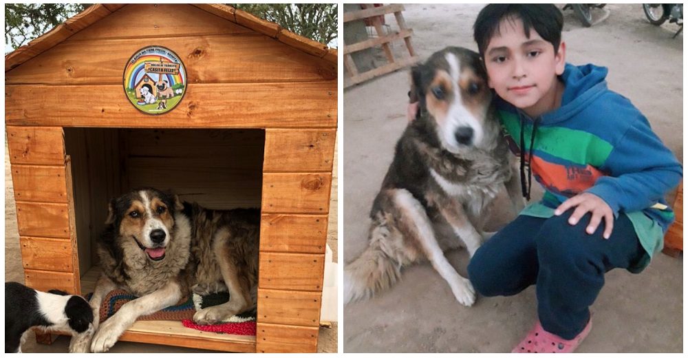 Tras años de desolación, un perro anciano logra que lo adopte el amiguito que hizo en la calle