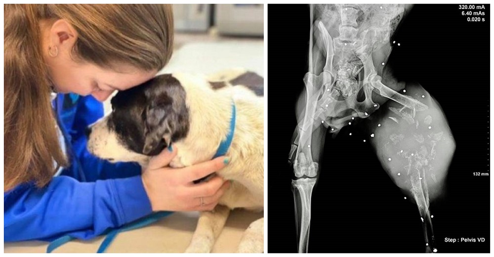 Perrita atropellada y abandonada luchando por su vida, reúne fuerzas para sonreír a sus héroes Perrita atropellada y abandonada luchando por su vida, reúne fuerzas para sonreír a sus héroes