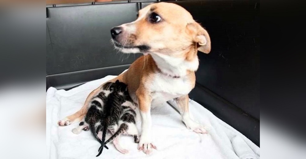 Pierde el rastro de sus cachorros y con el corazón destrozado salva a unos gatitos sin madre