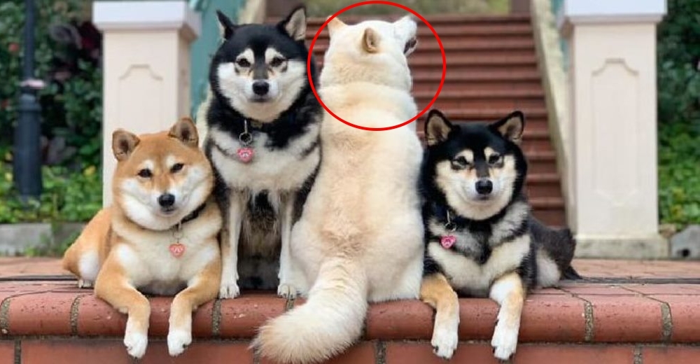 Se convierte en una celebridad la perrita que arruina todas las fotos junto a sus hermanas Se convierte en una celebridad la perrita que arruina todas las fotos junto a sus hermanas
