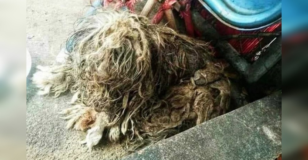 Termina con el pelaje sucio y enmarañado tras años de abandono solo por ser un animalito mayor Termina con el pelaje sucio y enmarañado tras años de abandono solo por ser un animalito mayor