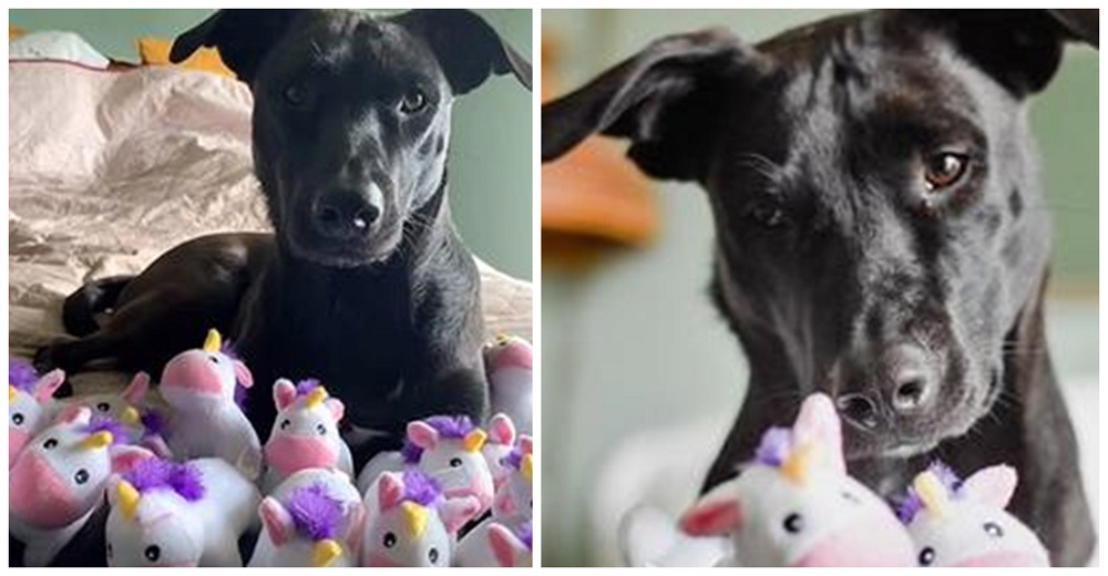 Perrita trata a los unicornios de juguete como si fueran bebés y recibe el mejor regalo