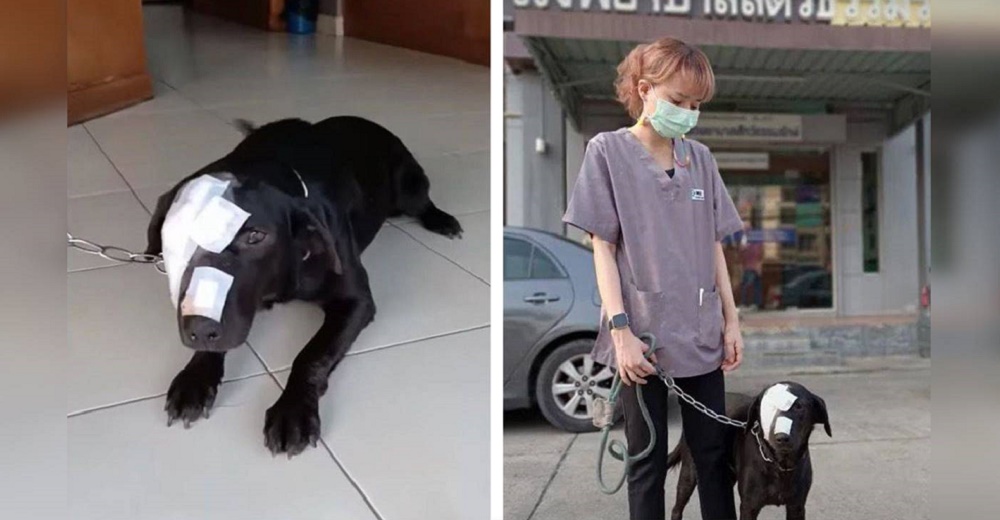 Rescatan al perrito atropellado que yacía en la calle aunque no pudieron salvar uno de sus ojos Rescatan al perrito atropellado que yacía en la calle aunque no pudieron salvar uno de sus ojos
