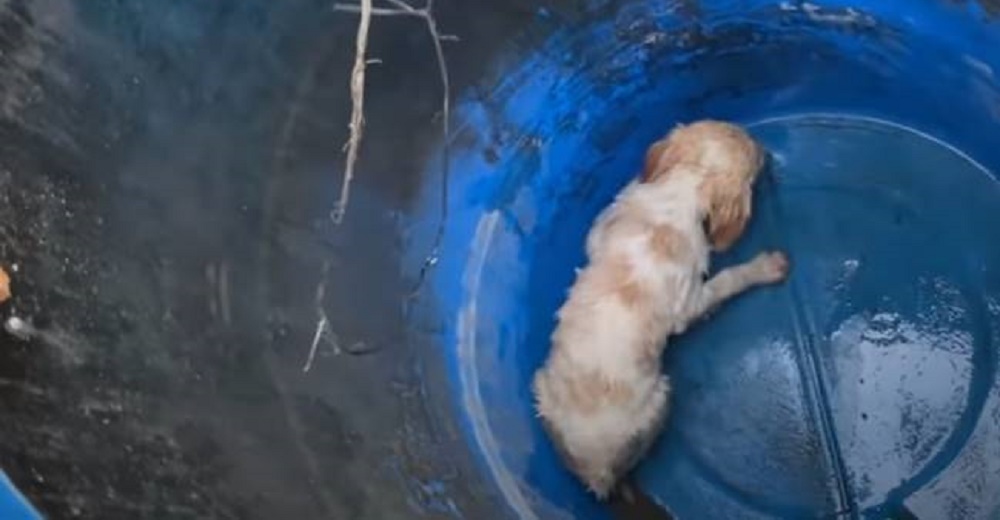 Triste, hambriento y débil, se resignaba a morir dentro del barril en el que fue abandonado Triste, hambriento y débil, se resignaba a morir dentro del barril en el que fue abandonado