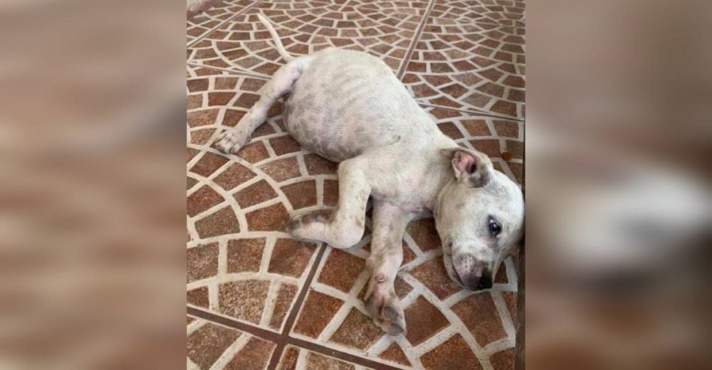 Perrita callejera desesperada grita rogando ayuda y dice «oraciones de pata» para ser escuchada Perrita callejera desesperada grita rogando ayuda y dice «oraciones de pata» para ser escuchada