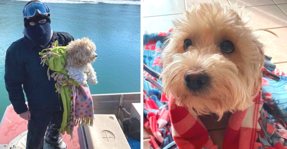 El perrito que estuvo atrapado 4 días en el río es adoptado por el hombre que salvó su vida El perrito que estuvo atrapado 4 días en el río es adoptado por el hombre que salvó su vida
